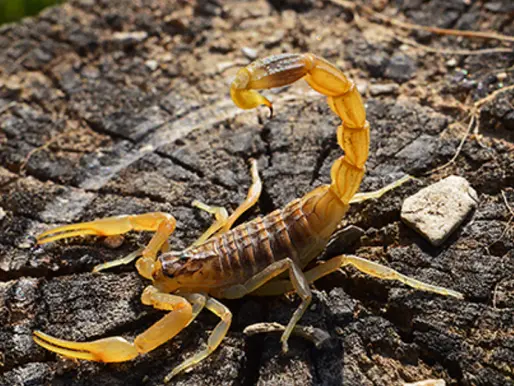 Criança picada por escorpião em Itabirito é levada em estado grave ao Hospital João XXIII, em BH