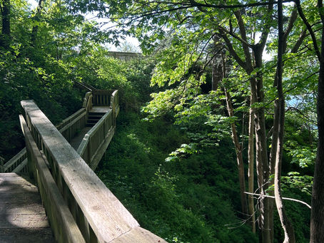 stairs through a west coast forest