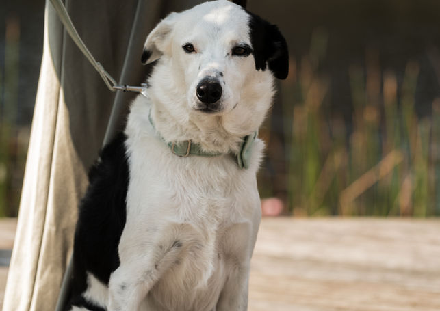 Wedding Photo of Caitlin and Tristan at Mimosa Wines captured by Somethings Wild wedding photography and videography of Jervis Bay