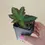 Thumbnail: Begonia heracleifolia,  Star leaf Begonia plant