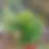 Thumbnail: Senecio barbertonicus, Lemon Bean Bush, Succulent Bush Senecio ROOTED