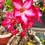 Thumbnail: Desert Rose Adenium obesum Pink flower - small Rooted plant
