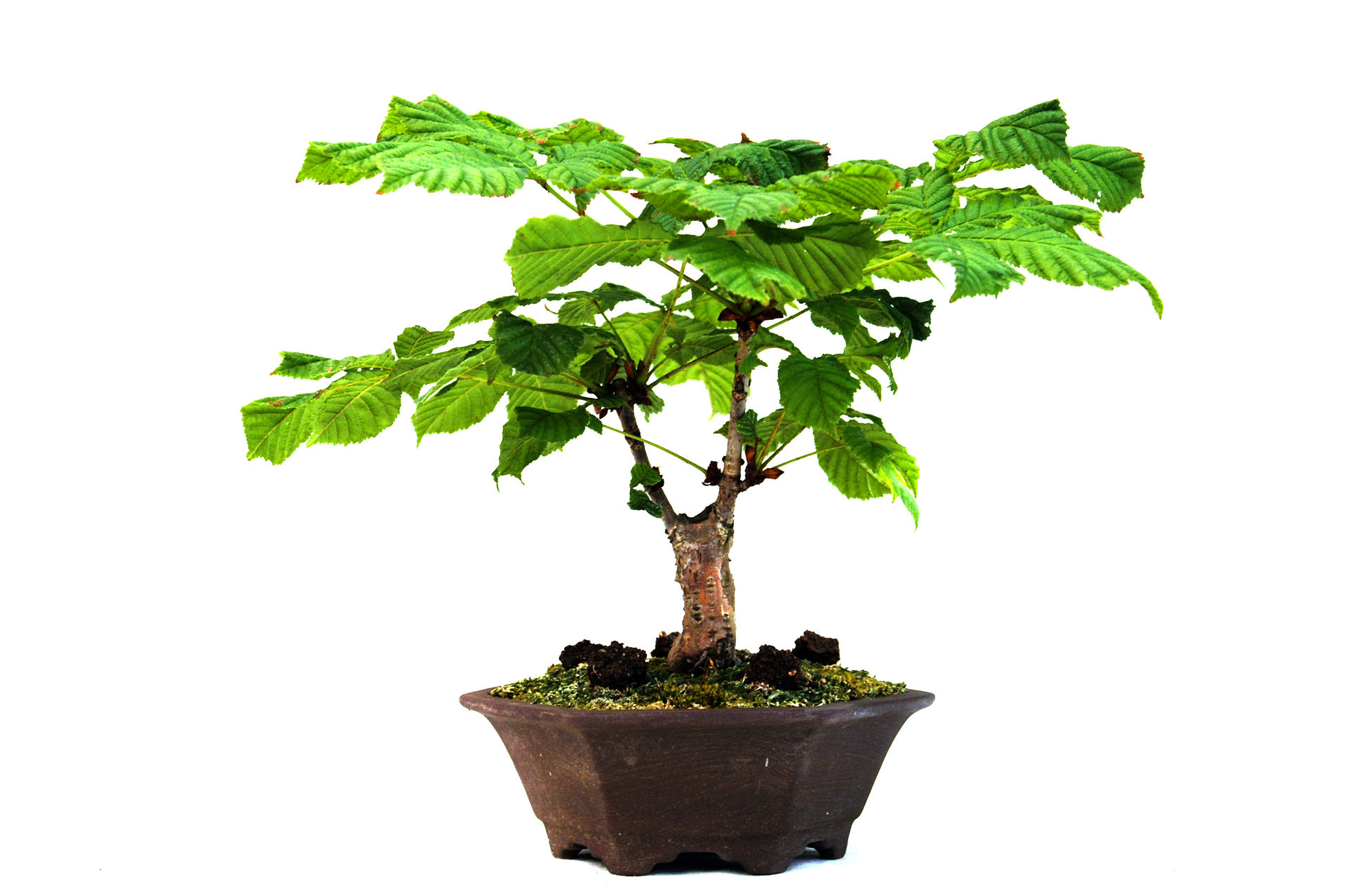 Conker Tree Bonsai