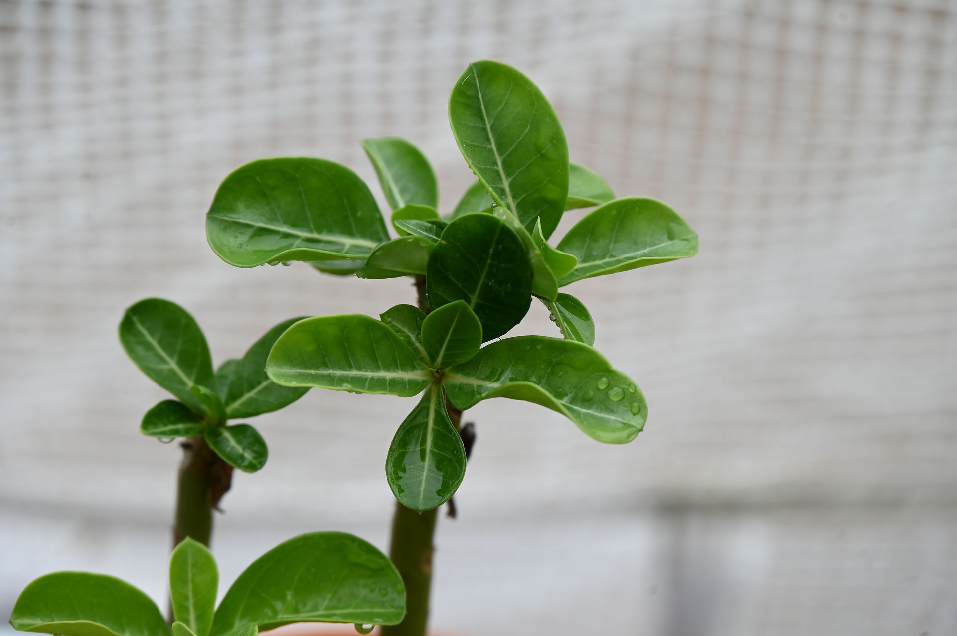 Desert Rose Cuttings