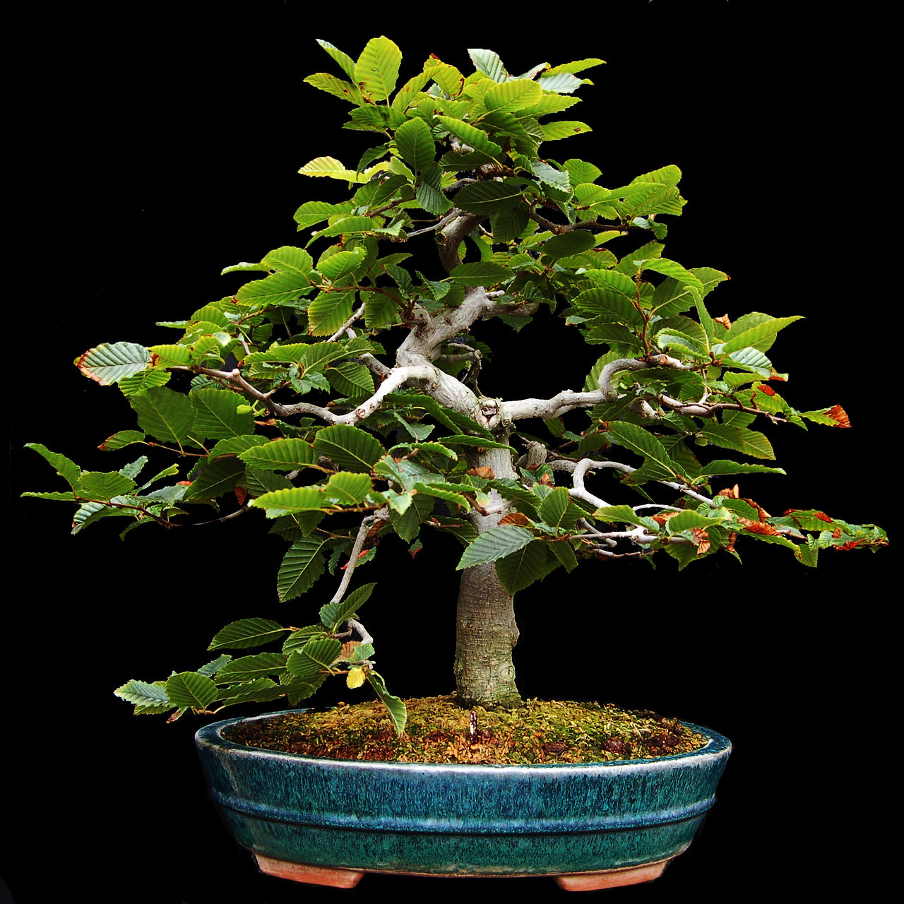 English Hornbeam Bonsai