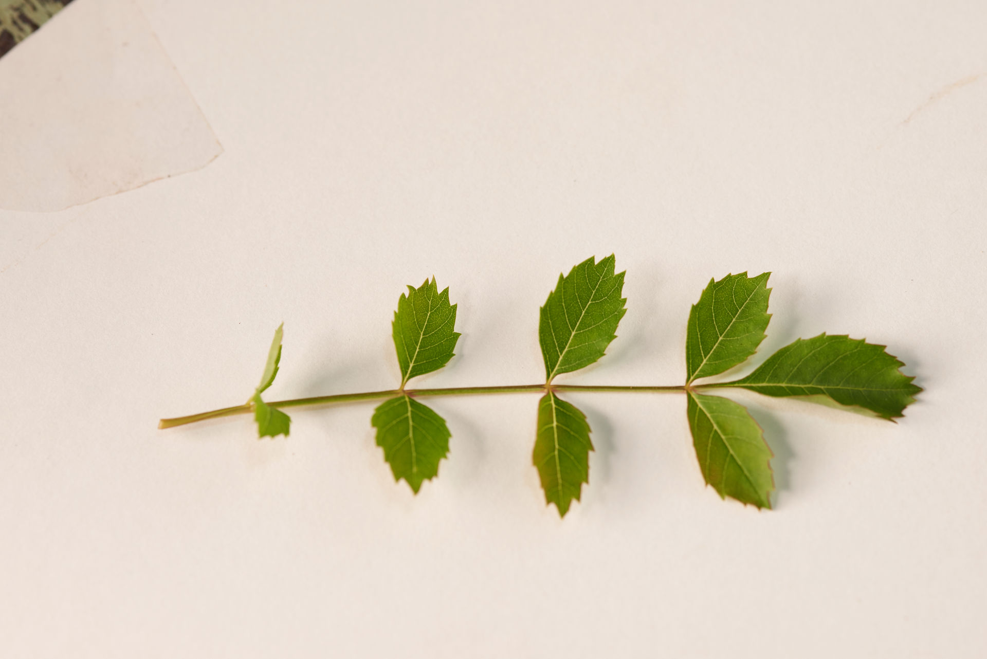 European Ash, Leaf