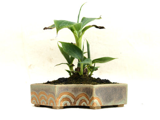 Dwarf Banana 'Cavendish'