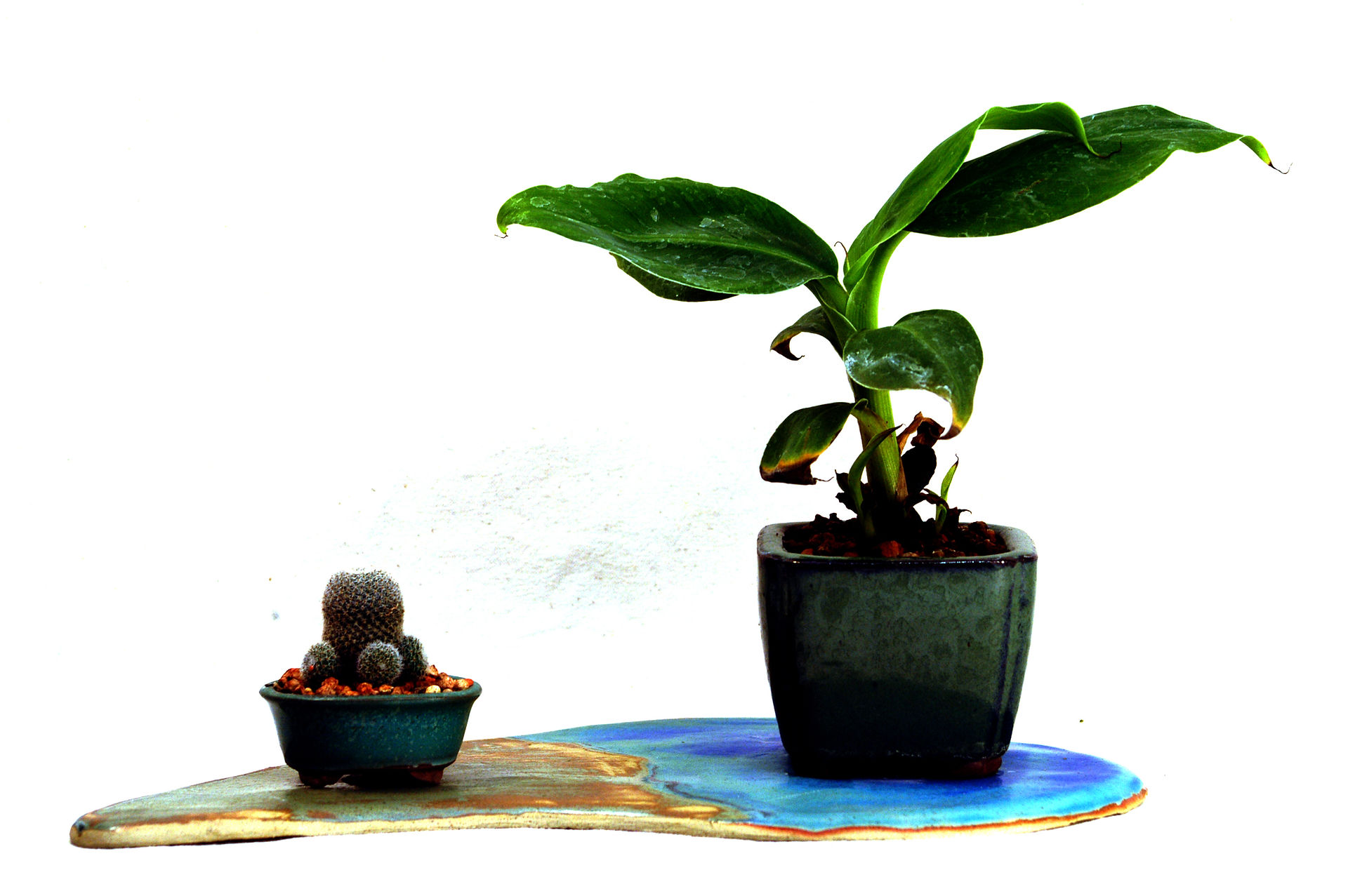 Dwarf Banana 'Cavendish' Bonsai