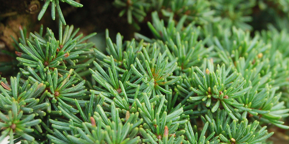 Pruning Conifer Bonsai