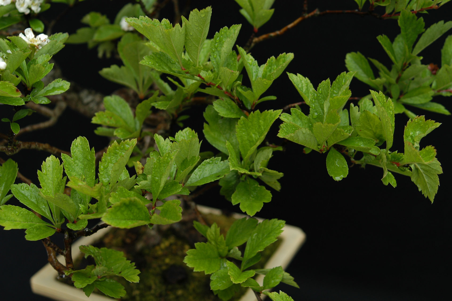 Chinese Hawthorn Leaves