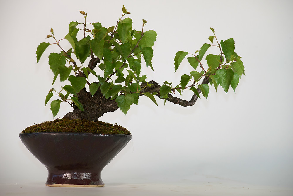 Downy Birch, Betula pubescens, Bonsai