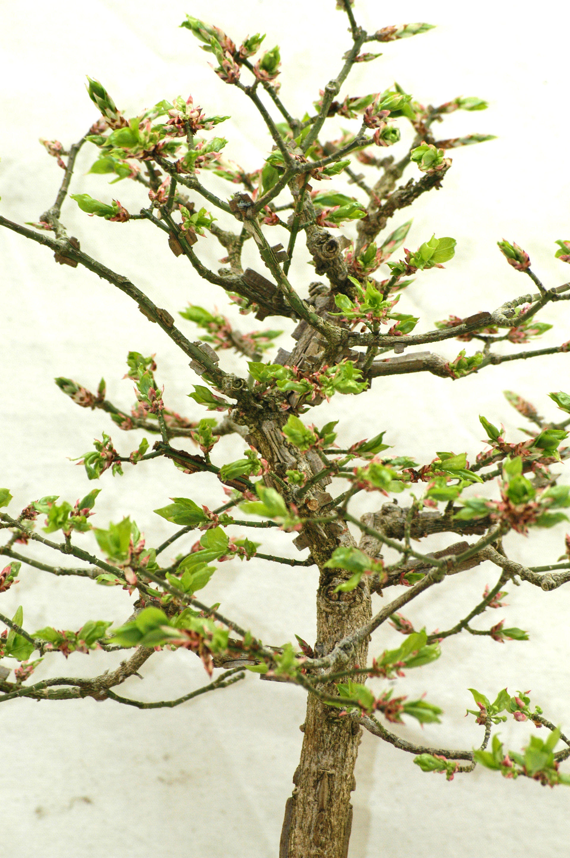 Euonymus alatus, crown spring