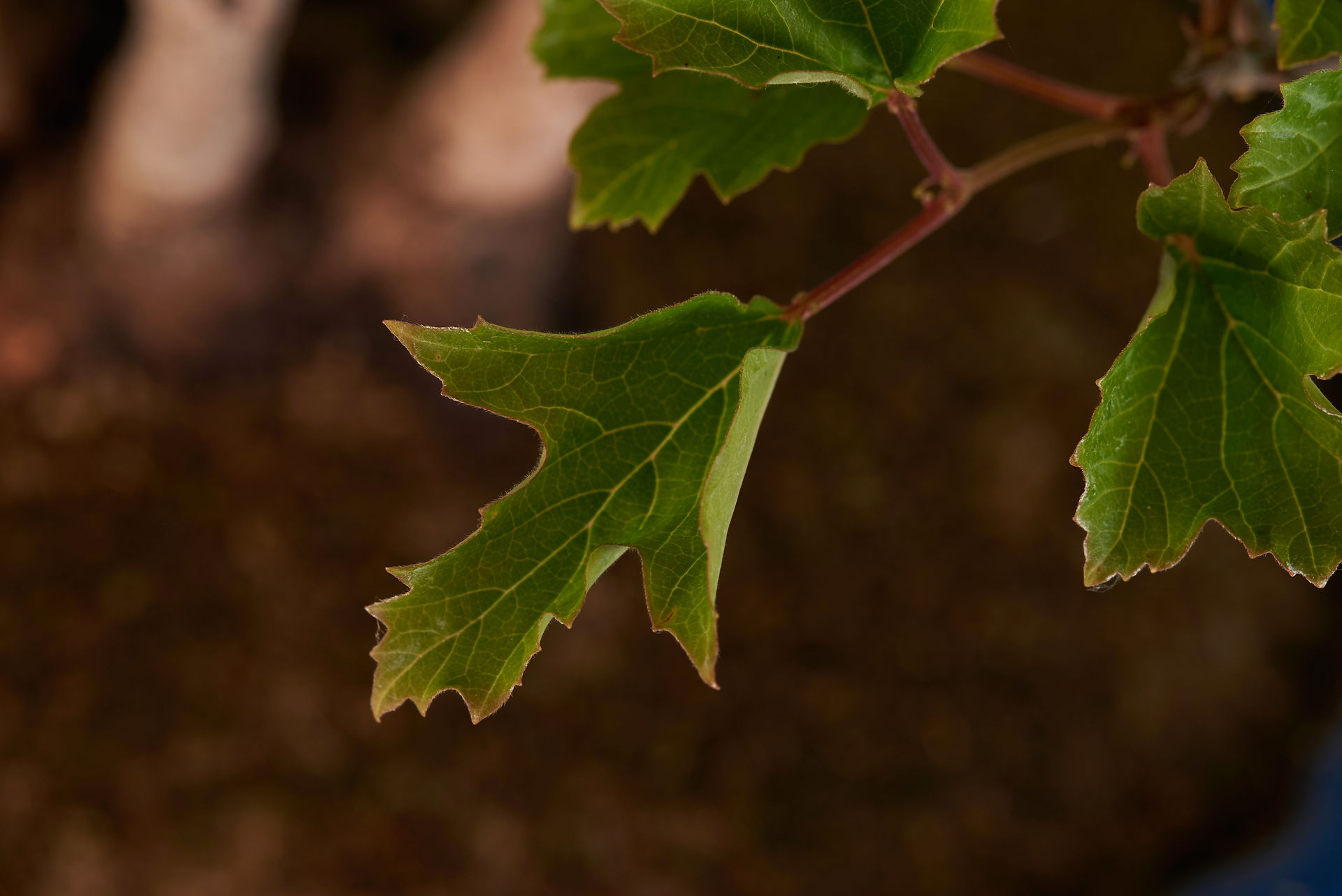 Ribes rubrum, Leaf close up