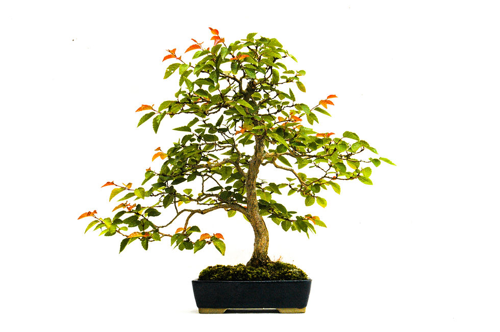 Korean Hornbeam, Carpinus turczaninowii, Bonsai