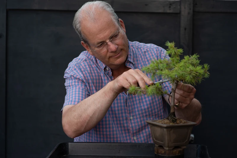 Beginner Working on a Bonsai
