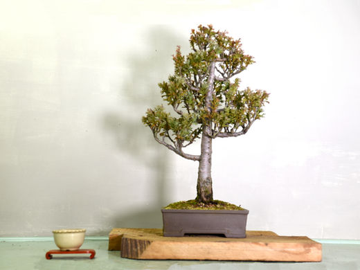Lawson Cypress