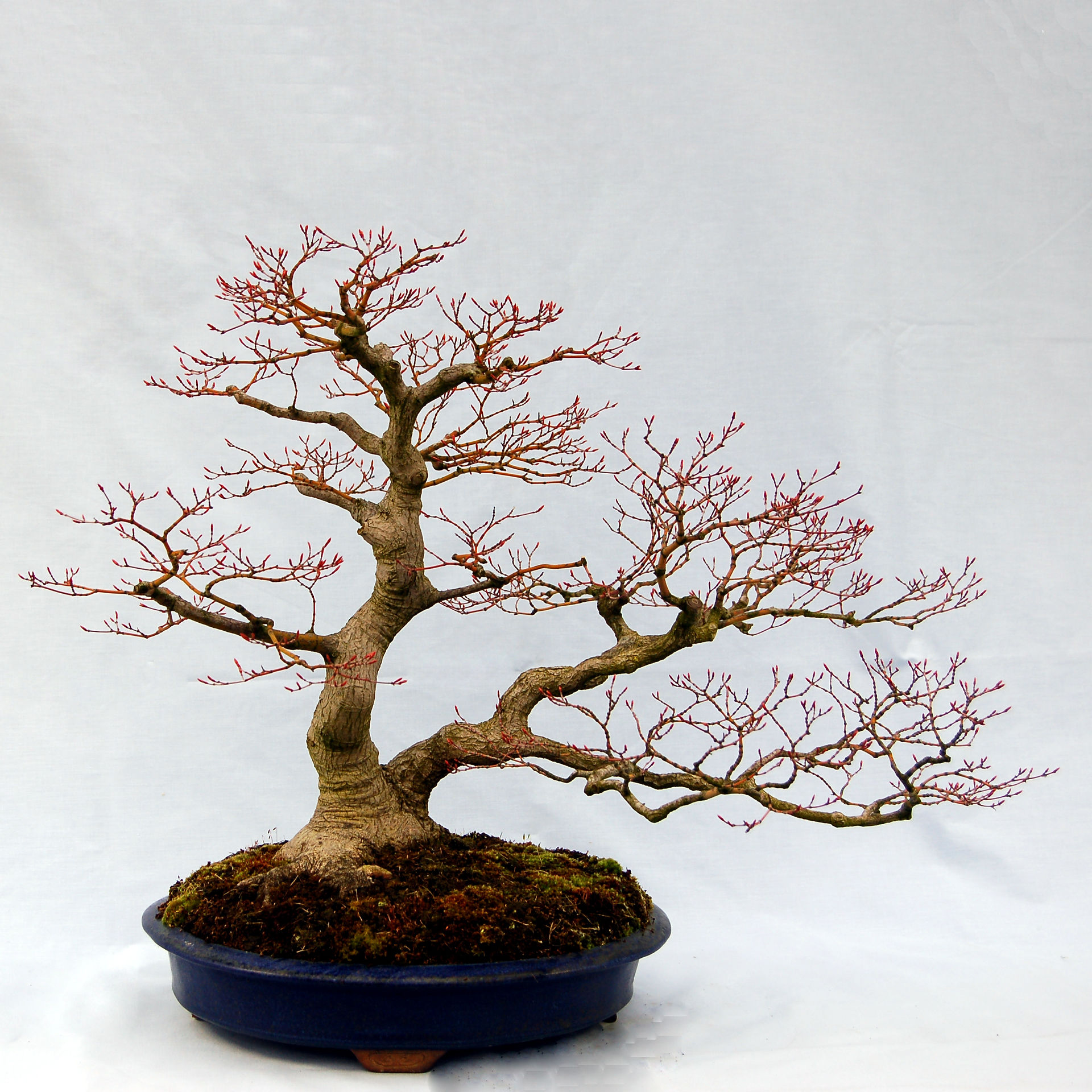 Acer plamtum, Bonsai, Kew Collection, (2002-82)