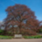 312: Broadleaf Species for Bonsai