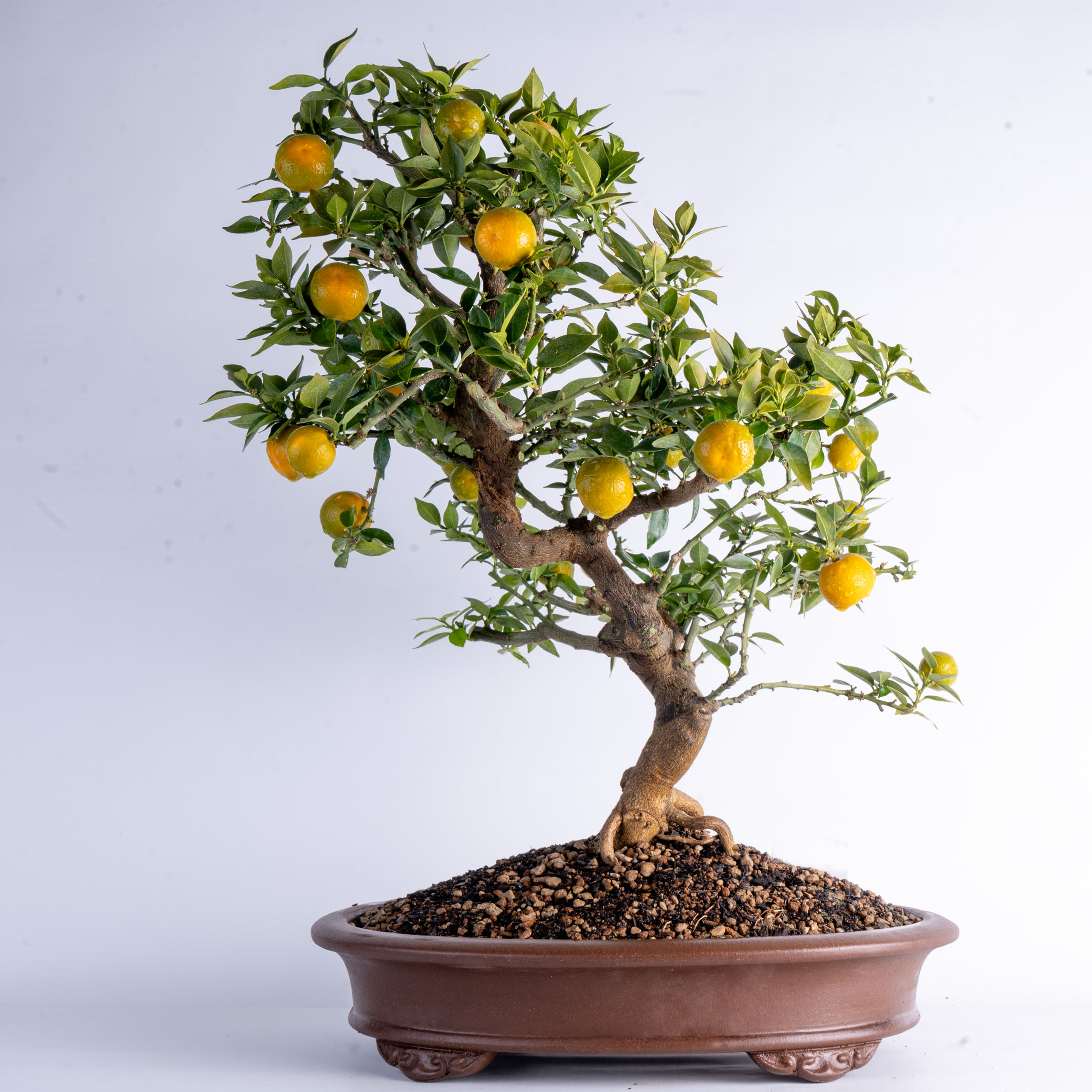 Citrus myrtifolia bonsai Chinotto Orange