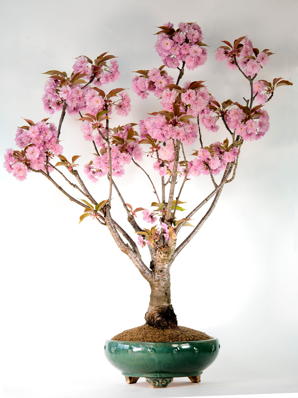 Kwanzan Cherry Bonsai