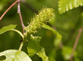 Downy Birch Flower