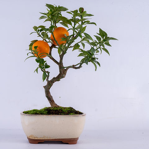sasuke bonsai scissors Sentei Garden Scissors – Foundroot