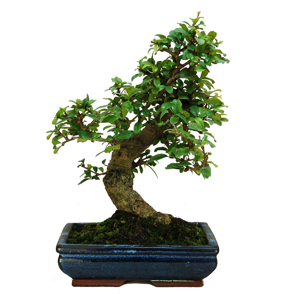 Fukien Tea Bonsai, Carmono microphylla