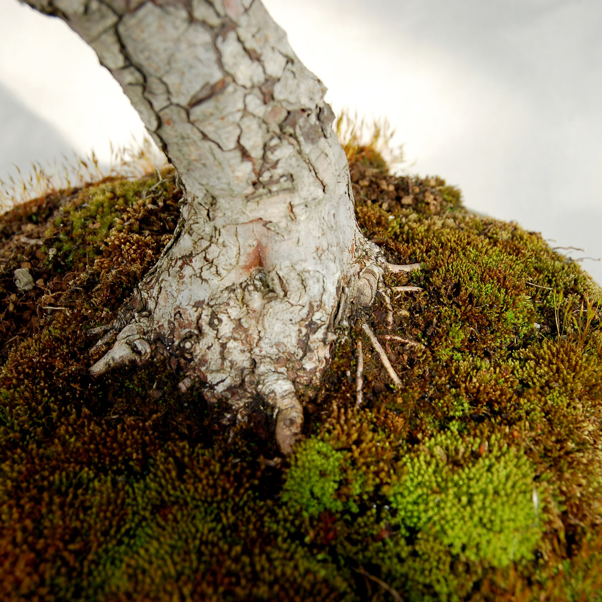 English Hawthorn Bonsai Nebari