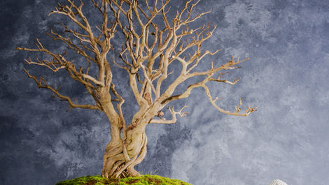Pomegranate Bonsai Care Guide (Punica granatum)