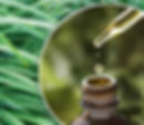 Palmarosa essential oil (1KG)