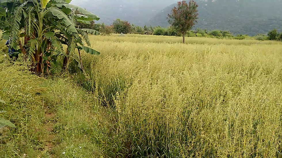 Thumbnail: Palmarosa essential oil (1KG)