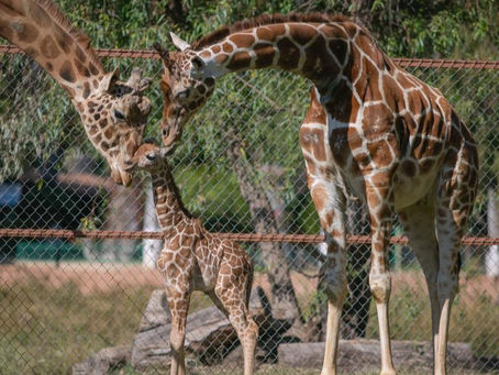 Nace jirafa en el Zoológico de Morelia