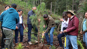 En Segundo Año de Gobierno, Alfonso Martínez consolida liderazgo ambiental de Morelia con nombramiento de Ciudad Árbol