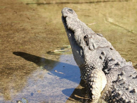 Zoológico de Morelia desmiente escape de Cocodrilo