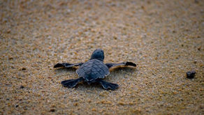 Michoacán, destino donde tres especies de tortuga marina eligen la vida