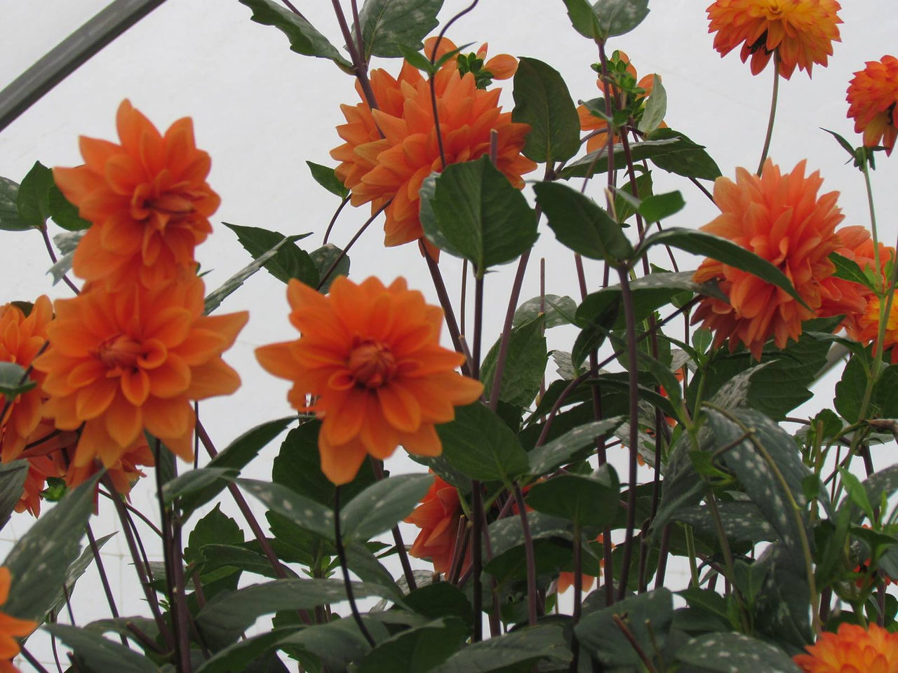 dahlias mexico naranjas flores valle de bravo