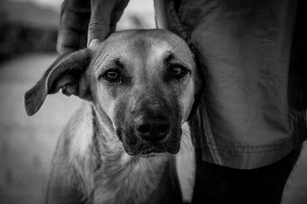 pexels-sandramosconi-14668376.jpg
