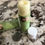 Thumbnail: Peppermint Cocoa Butter Lip Balm (1 tube)