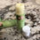 Thumbnail: Peppermint Cocoa Butter Lip Balm (1 tube)