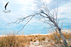 White Sands New Mexico