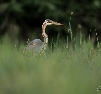 Une grenouille quelque part ?