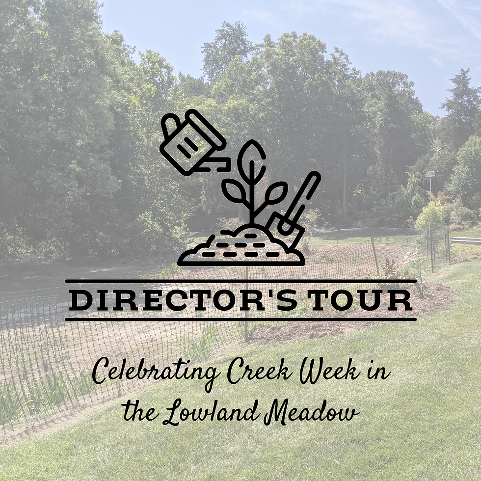 Director's Tour: Celebrating Creek Week in the Lowland Meadow