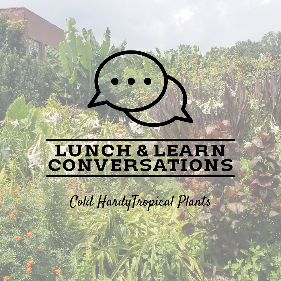 Lunch & Learn Conversations: Cold Hardy Tropical Plants