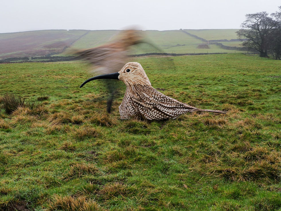 YORKSHIRE DALES: Introduction to bird watching