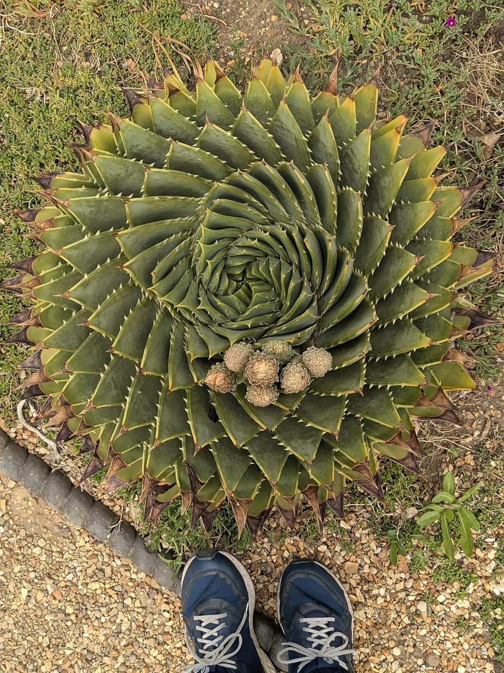 CAMBRIDGE: Wildish walk and talk in Cambridge Botanical Gardens
