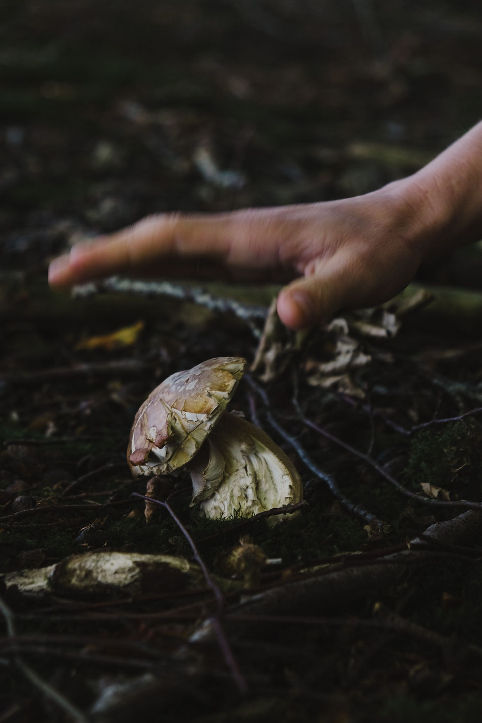 YORKSHIRE DALES: Autumn Foraging and Mushroom hunting
