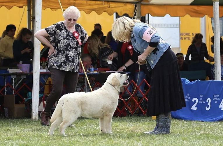 ELHID Labradors