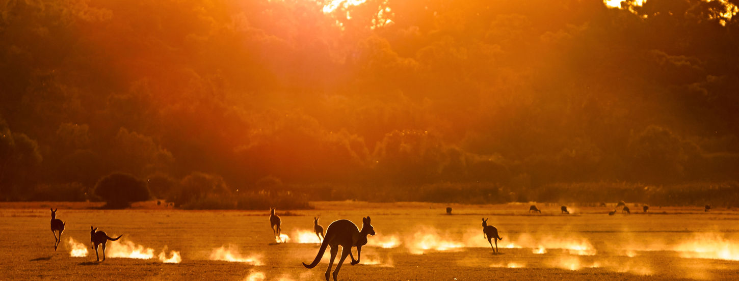 Kangaroos leaping across a field at sunset with golden sunlight and trees.