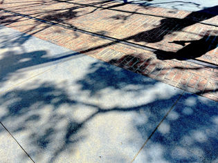 Shadow of branches cast on a paved surface with brick detailing.