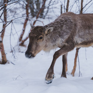 A young reindeer walking through a snowy forest, surrounded by bare trees. Its fur is thick and brown, blending with the wintry, tranquil setting.